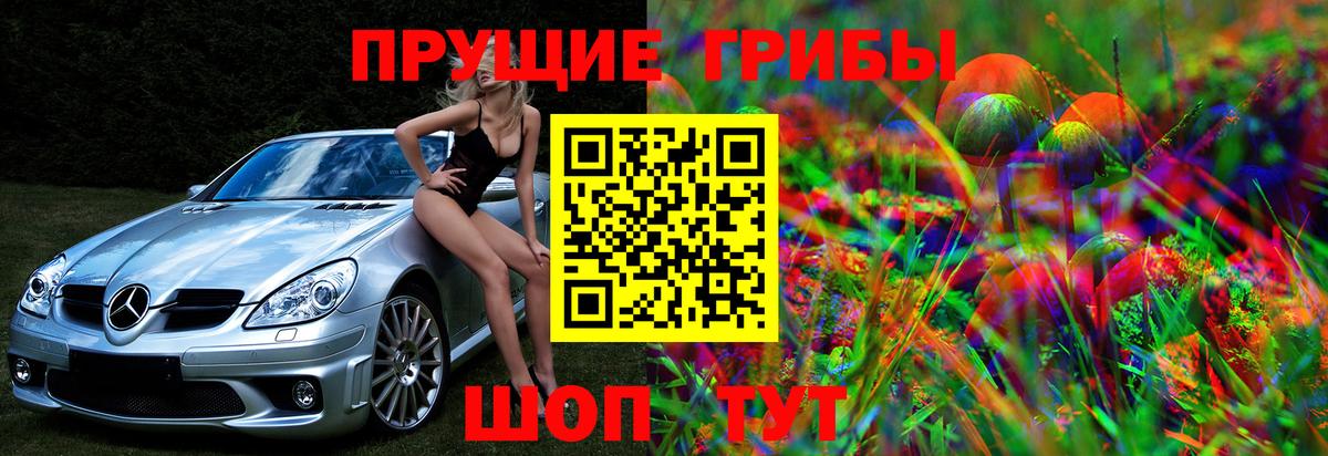 Галлюциногенные грибы Psilocybine cubensis Мурино